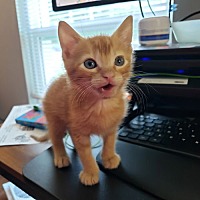 adopt a pet