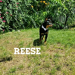 Thumbnail photo of Reese #3