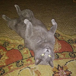 Thumbnail photo of Grey Cat #1