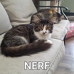 Photo of Nerf (NF)
