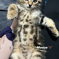 Thumbnail photo of Moose #2