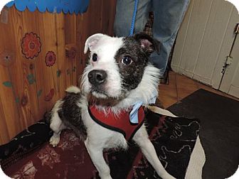 Lafayette, IN - Boston Terrier. Meet Patches a Pet for ...