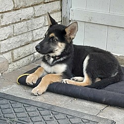 Thumbnail photo of Puppies - German Shepherd and Husky Mix #2