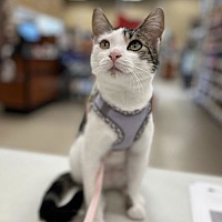 adopt a pet