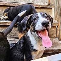 adopt a pet