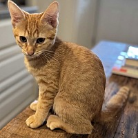 adopt a pet