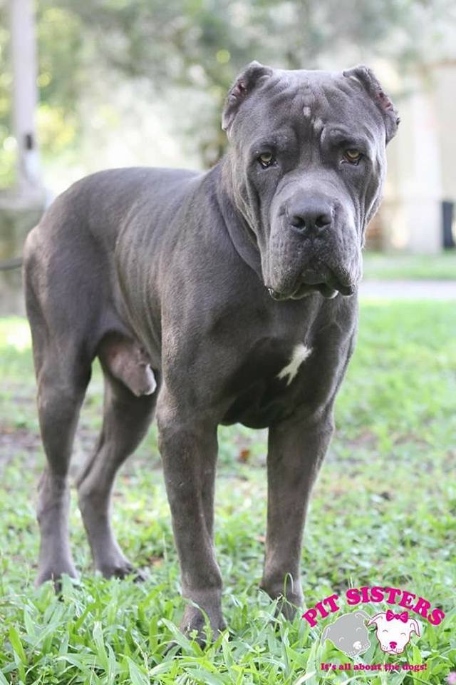 Jacksonville Fl Cane Corso Meet Andre A Pet For Adoption