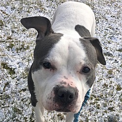 Fort Wayne, IN - American Pit Bull Terrier. Meet Babs a Pet for Adoption.