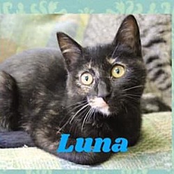 Thumbnail photo of Luna #4