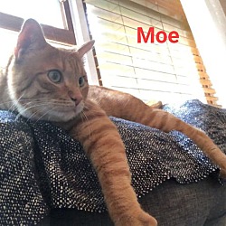 Photo of Moe