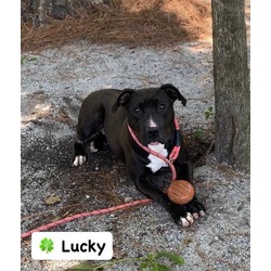 Thumbnail photo of Lucky #1