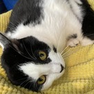 Adopt A Pet :: Stella - South Haven, MI