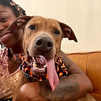 adopt a pet