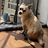 adopt a pet