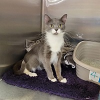 adopt a pet