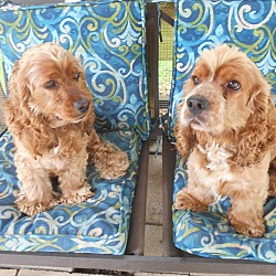 Thumbnail photo of Buddy&Brownie-Adopted! #2