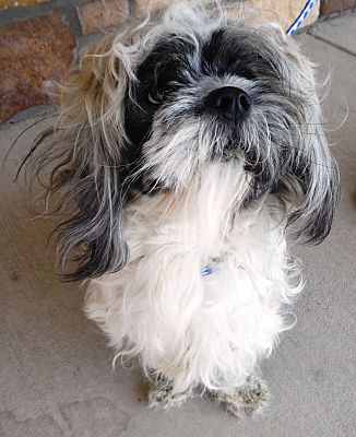 shih tzu rescue new mexico