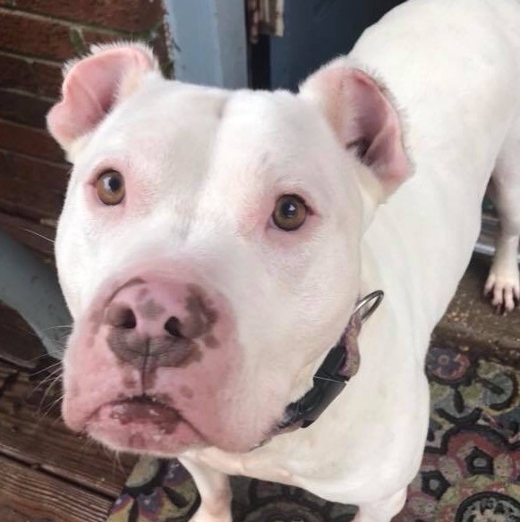 dogo argentino red nose