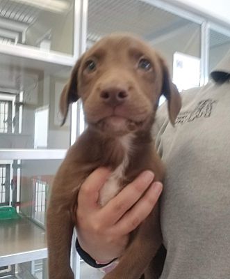 Greeley Co Labrador Retriever Meet Chocolate Lab Puppies A Pet For Adoption