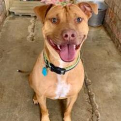 converse animal shelter inc