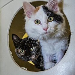Thumbnail photo of Cats and Kittens #4
