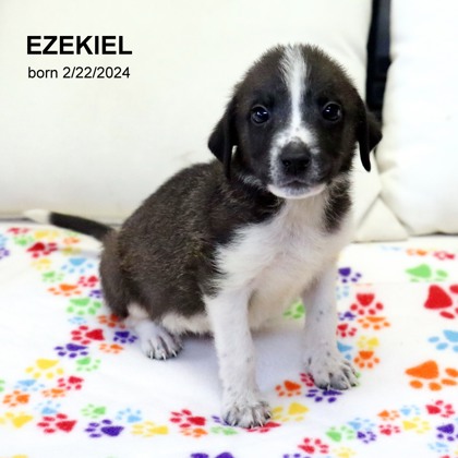 Photo of Ezekiel-5061