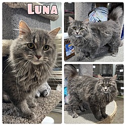 Photo of Luna - NN