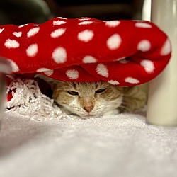Thumbnail photo of Ace Ventura - Barn Cat #2