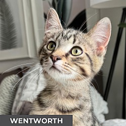 Thumbnail photo of Wentworth #1