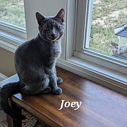 Thumbnail photo of Joey #3