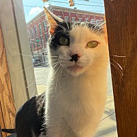 adopt a pet
