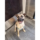 Adopt A Pet :: Walter - Jackson, MI