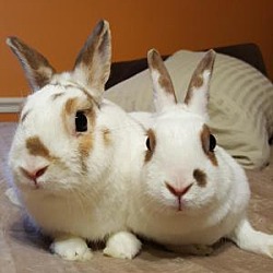 Thumbnail photo of Thumper & Snowball Hamilton #2