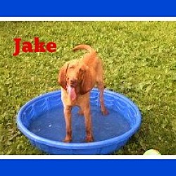 Thumbnail photo of Jake from State Farm #4