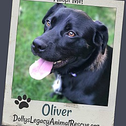Thumbnail photo of OLIVER #1