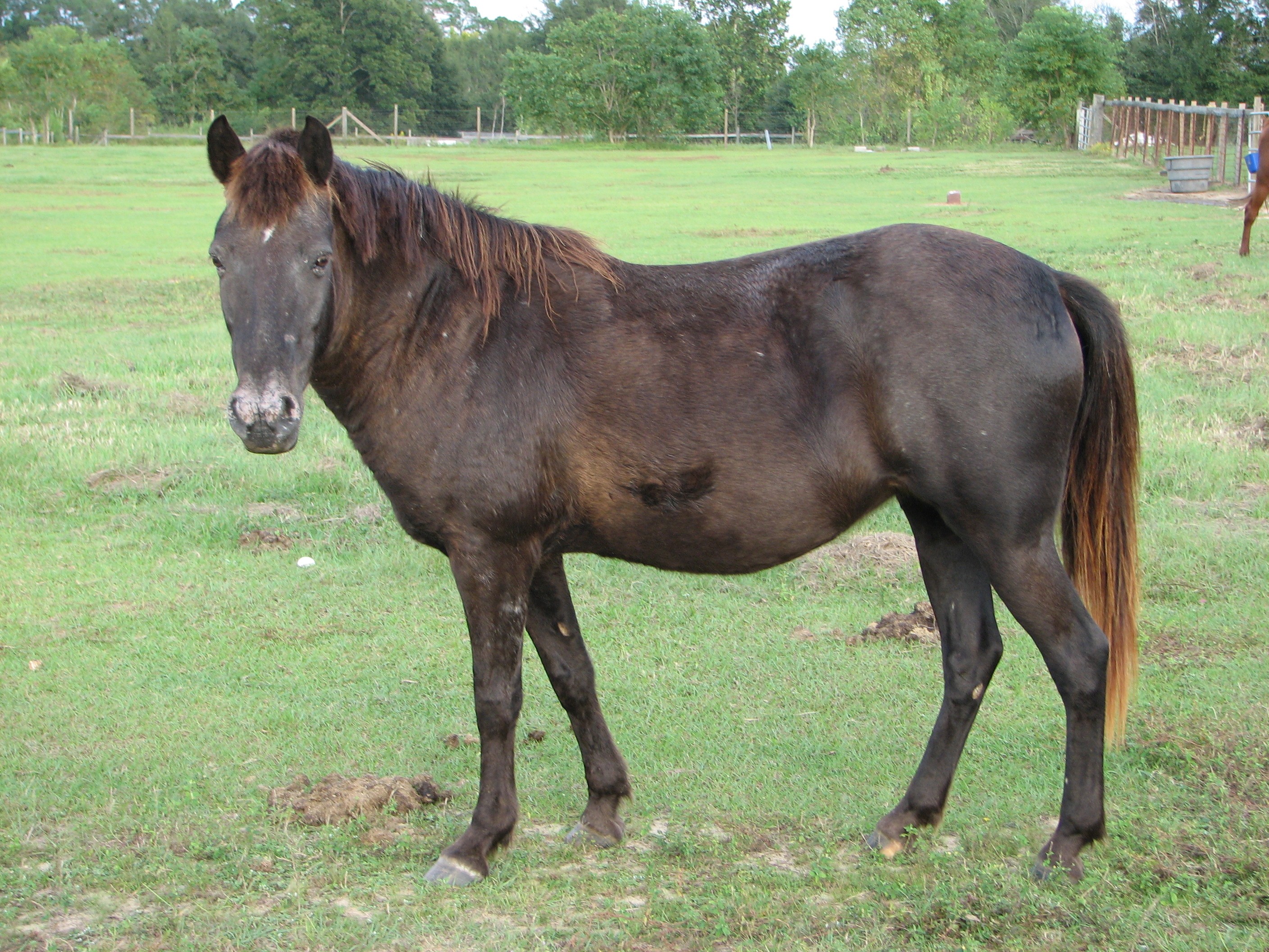Adopt Shadow a Appy Pony Welsh / Appaloosa horse in Cantonment, FL