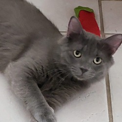 Russian Blue Kittens In Los Angeles Pet Card