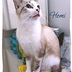 Thumbnail photo of Hemi #1