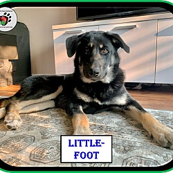 Thumbnail photo of Little-Foot - UPDATED #3