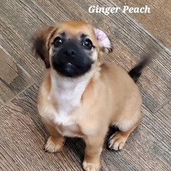 Thumbnail photo of Ginger Peach DD #1