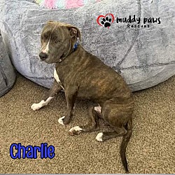 Thumbnail photo of Charlie (Courtesy Post) - Adoption Pending #2