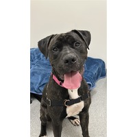 adopt-pet