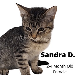 Photo of Sandra Dee