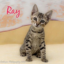 Photo of Ray