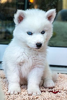 Oakland, CA - Siberian Husky. Meet Cosmo a Pet for Adoption - AdoptaPet.com