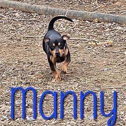 Thumbnail photo of Manny #1