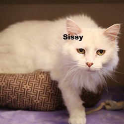 Thumbnail photo of Sissy 211220 #1
