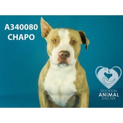 Photo of CHAPO