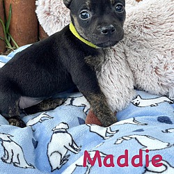 Thumbnail photo of MADDIE #4
