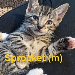 Photo of SPROCKET (m) Kitten